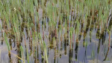 Tannenwedel: Eine wichtige Pflanze für lebendige, klare Gartenteiche
