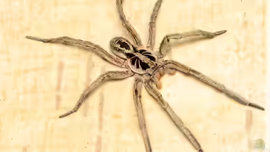 Tarantel als invasive Art in Mitteleuropa - Unwahrscheinlich oder reale Bedrohung?