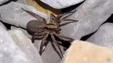 Taranteln im Terrarium halten