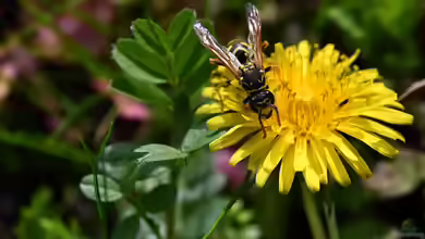 Taraxacum officinale im Garten pflanzen