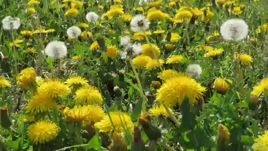 Taraxacum sect. Ruderalia am Gartenteich