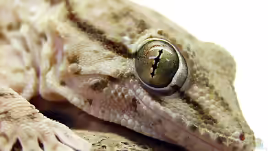 Tarentola annularis im Terrarium halten