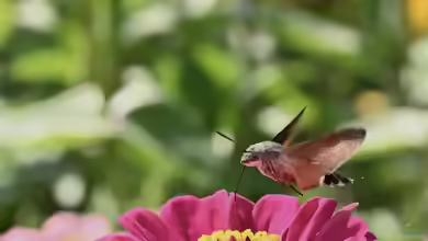 Taubenschwänzchen  oder Kolibri - Wer schwirrt durch den Garten?