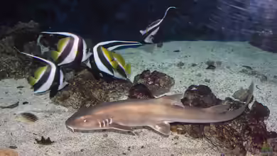 Tauche ein in die Faszination der Meere: Haie im Aquarium – Majestätische Jäger hautnah erleben!