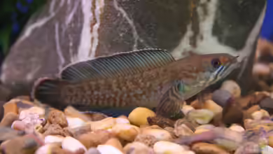Tauchen in die Tiefen der Aquaristik: Faszination der Raritäten unter den Zierfischen