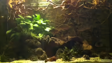 Tausche das Becken  gegen Wurzeln !!!!!! von American Stone