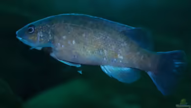 Tautogolabrus adspersus im Aquarium halten