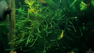 Taxiphyllum barbieri im Aquarium