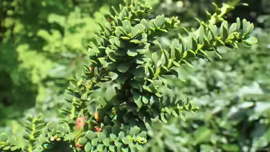 Taxus baccata im Garten pflanzen