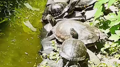 Teichhaltung von Nordamerikanischen Sumpfschildkröten in unseren Breitengraden (D-A-CH)