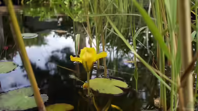 Teichpflege im Herbst: Tannenwedel und andere Unterwasserpflanzen