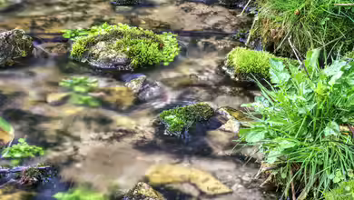 Teichschlamm entfernen im Frühling: Hilfreich oder ein Schaden für den Teich?