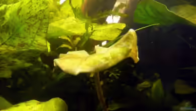 Teil 2. Die Nährstoffverwertung im Becken und Filter - DAS FILTERLOSE AQUARIUM