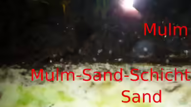 Teil 3. Mulm - DAS FILTERLOSE AQUARIUM