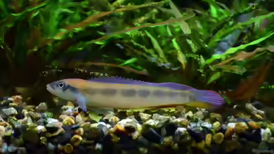 Teleocichla prionogenys im Aquarium halten