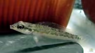 Teleocichla sp. xingu im Aquarium halten