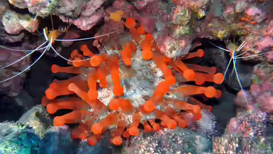 Telmatactis cricoides im Aquarium halten