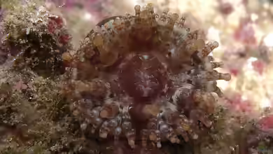 Telmatactis decora im Aquarium halten