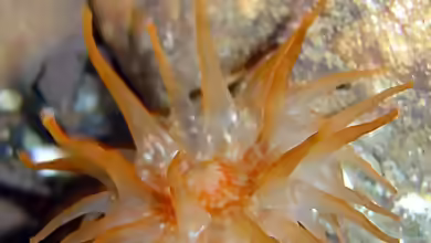 Telmatactis forskalii im Aquarium halten