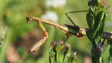 Tenodera sinensis im Terrarium halten