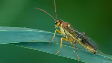 Tenthredinidae im Garten halten