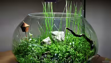 Terraristik im Kleinen: Der Flaschengarten
