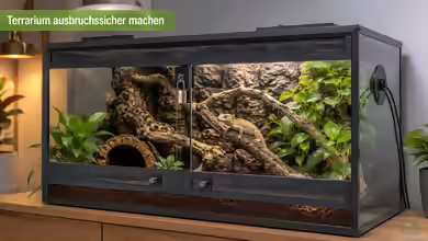 Terrarium ausbruchssicher machen: So bleibt jedes Tier zuverlässig im Becken