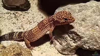 Terrarium im Wohnzimmer - Vorüberlegungen