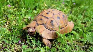 Testudo graeca im Terrarium halten