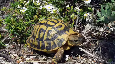 Testudo hermanni im Terrarium halten