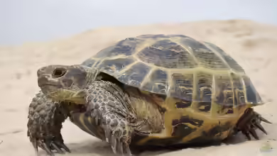 Testudo horsfieldii im Terrarium halten