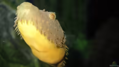 Tetraodon baileyi im Aquarium halten