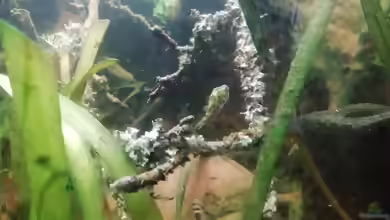 Tetraodon cutcutia im Aquarium halten