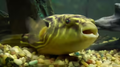 Tetraodon lineatus im Aquarium halten