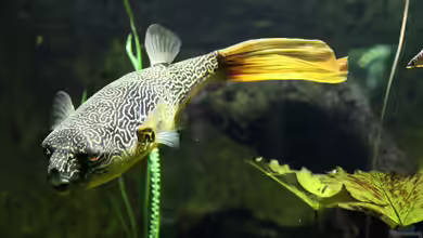 Tetraodon mbu im Aquarium halten