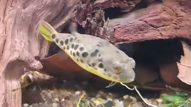Tetraodon schoutedeni im Aquarium halten