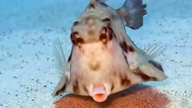 Tetrosomus gibbosus im Aquarium halten