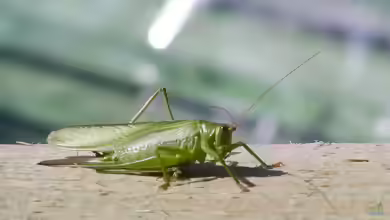 Tettigonia viridissima im Garten