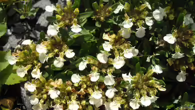 Teucrium montanum im Garten pflanzen