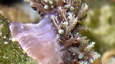 Thalassianthus aster im Aquarium halten