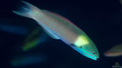 Thalassoma amblycephalum im Aquarium halten