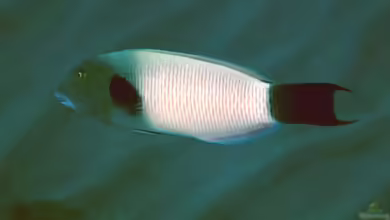 Thalassoma ballieui im Aquarium halten