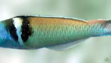 Thalassoma bifasciatum im Aquarium halten