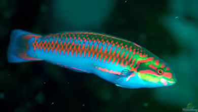 Thalassoma cupido im Aquarium halten