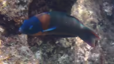 Thalassoma duperrey im Aquarium halten