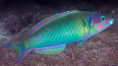 Thalassoma genivittatum im Aquarium halten