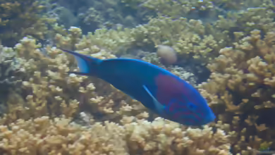 Thalassoma grammaticum im Aquarium halten