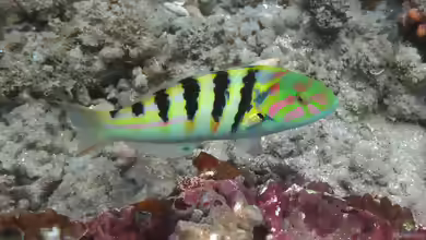 Thalassoma hardwicke im Aquarium halten
