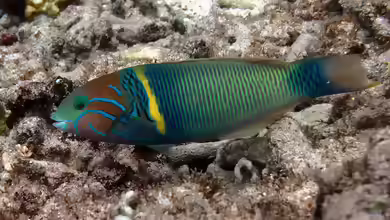 Thalassoma hebraicum im Aquarium halten