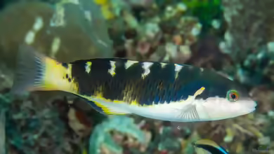 Thalassoma jansenii im Aquarium halten